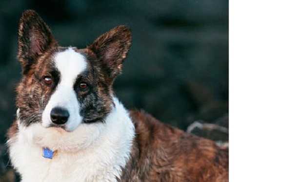 Welsh Corgi Cardigan