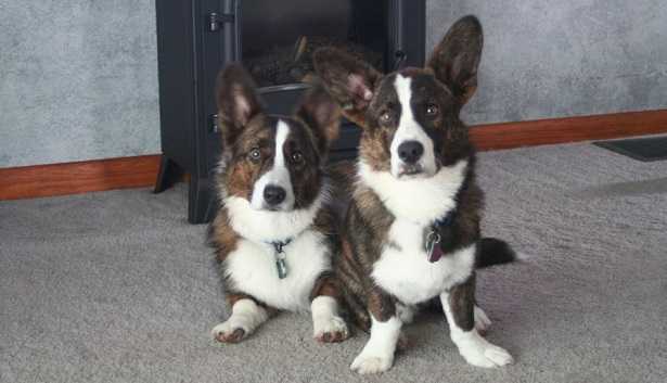 Welsh Corgi Cardigan