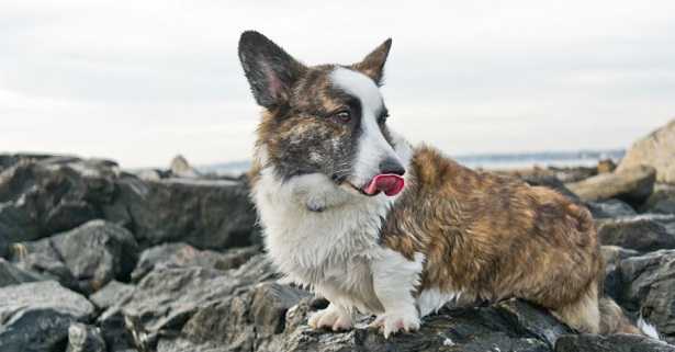 Welsh Corgi Cardigan