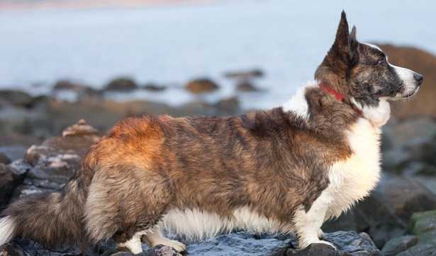 Welsh Corgi Cardigan