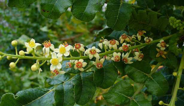 Boswellia sacra