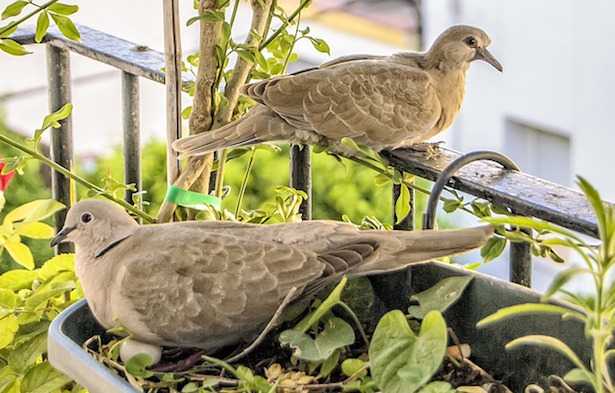 Come allevare tortore