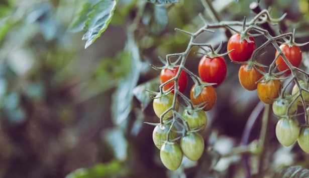 Anticrittogamici naturali