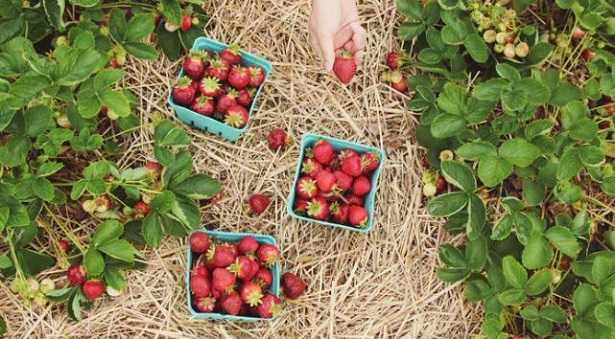 Anticrittogamici naturali