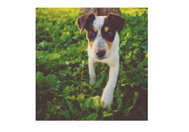 Cane che scava Cane che scava