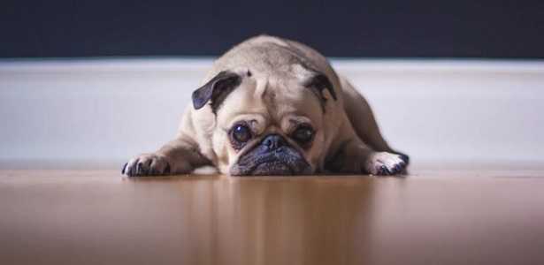 Cane che scava Cane che scava