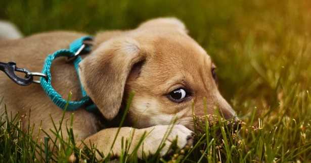 Cane che scava Cane che scava