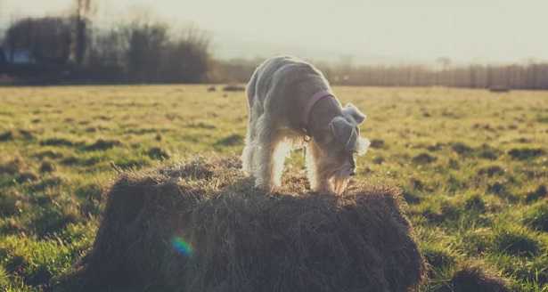 Cane che scava Cane che scava