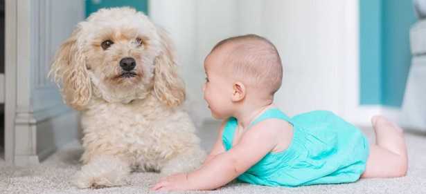 Cani E Bambini Frasi E Consigli Idee Green