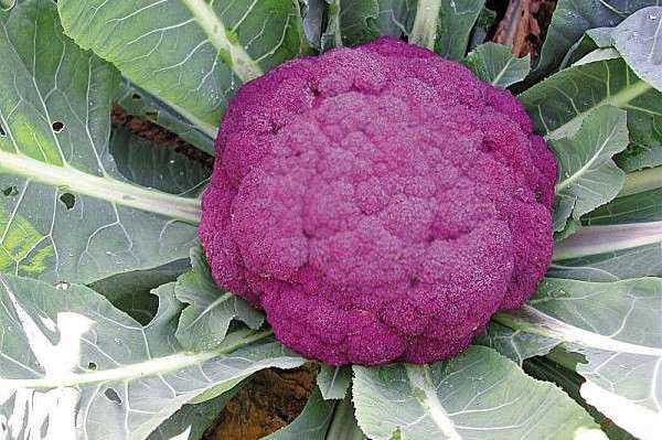 cavolo viola cavolo viola