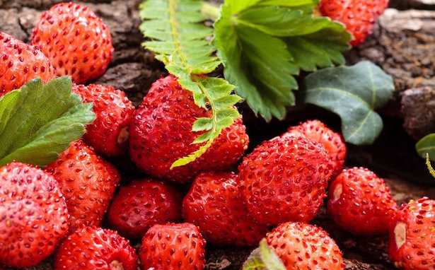 coltivazione fragoline di bosco