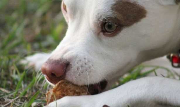 Dolci per cani Dolci per cani