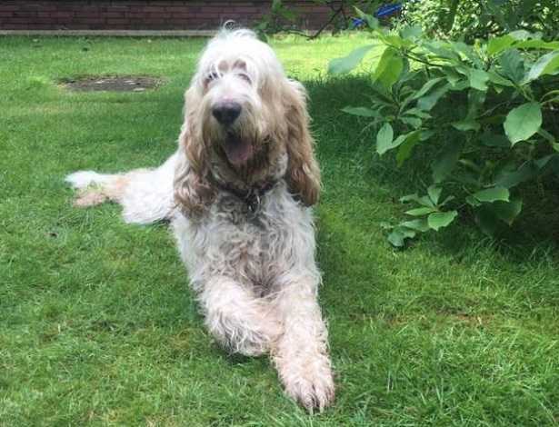 Grand Griffon Vendéen Grand Griffon Vendéen