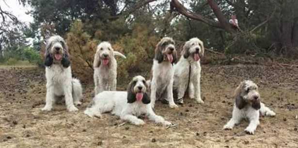 Grand Griffon Vendéen Grand Griffon Vendéen