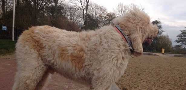 Grand Griffon Vendéen Grand Griffon Vendéen