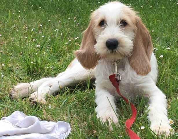 Grand Griffon Vendéen Grand Griffon Vendéen