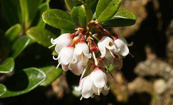 mirtillo rosso italiano