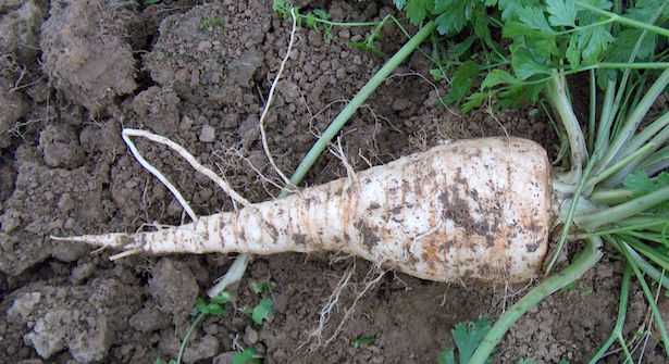 radice di prezzemolo