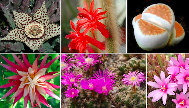 semina piante grasse