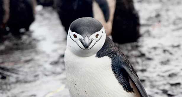 Uccelli che non volano