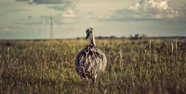 Uccelli che non volano