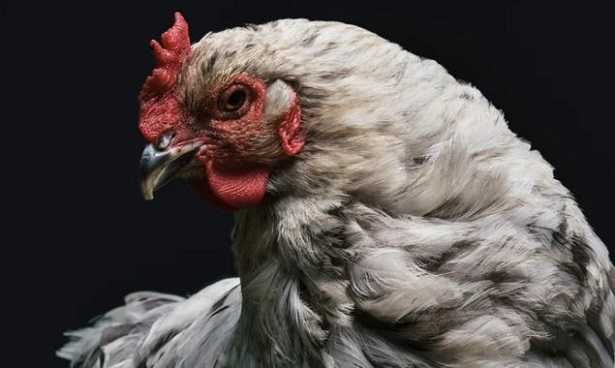 Uccelli che non volano