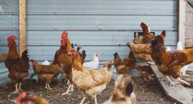 Uccelli che non volano