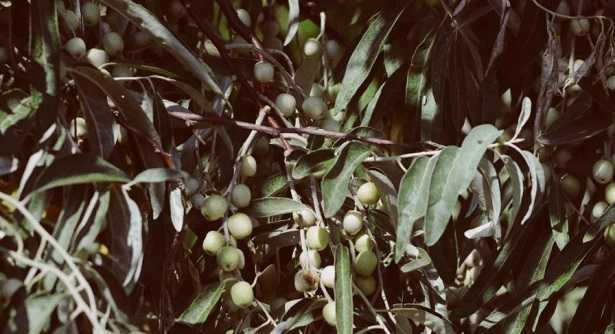 Abbacchiatura Abbacchiatura