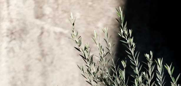 Abbacchiatura Abbacchiatura