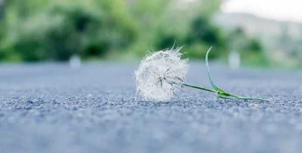 Frasi sulla fragilità