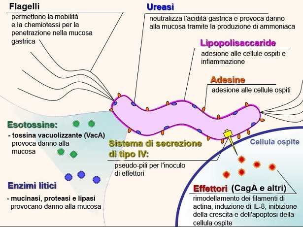 Helicobacter pylori Helicobacter pylori