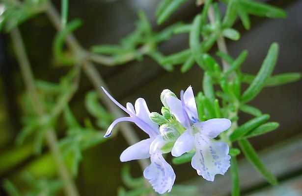 Olio essenziale di rosmarino