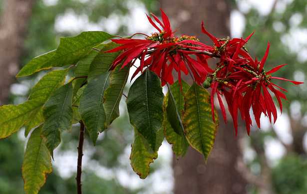 albero Poinsettia coltivazione cure
