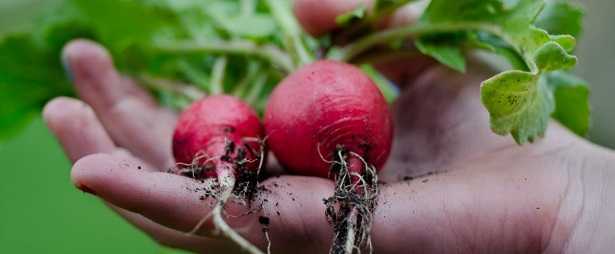 Consociazione degli ortaggi