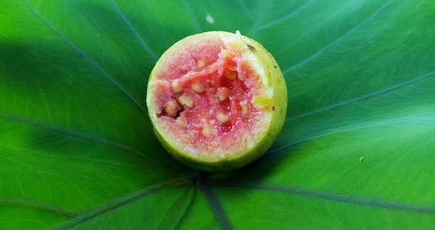 guava