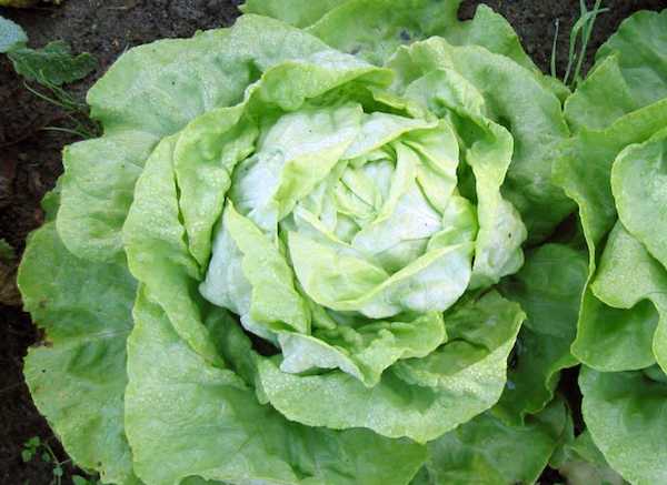 varietà di lattuga