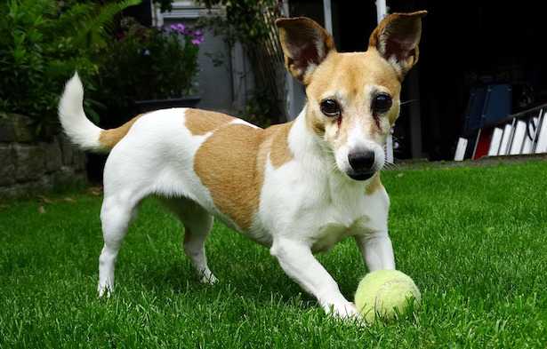 Cani adatti alla corsa