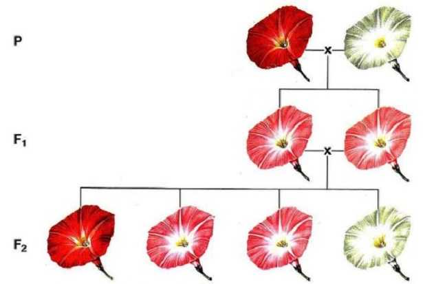 Omozigote ed eterozigote Omozigote ed eterozigote