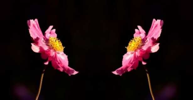 Omozigote ed eterozigote