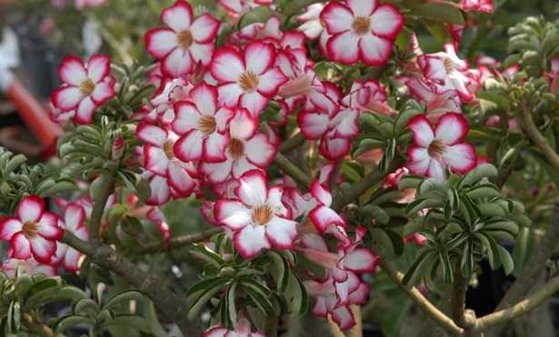 Adenium obesum