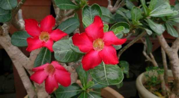 Adenium obesum