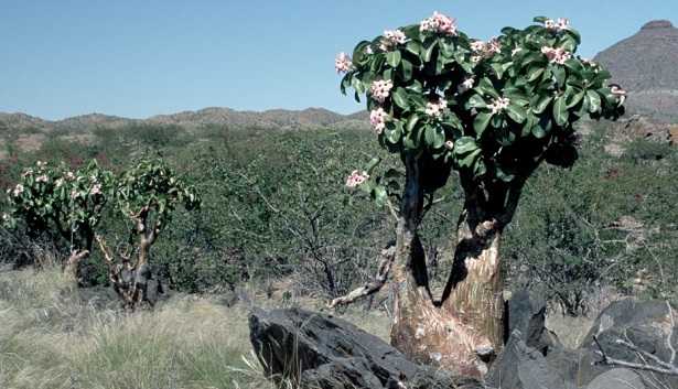 Adenium obesum