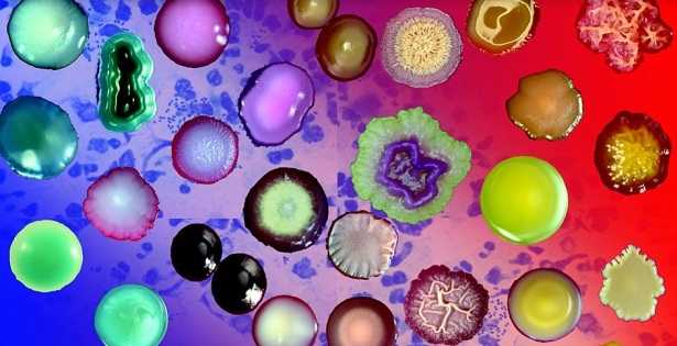 Batteri gram positivi