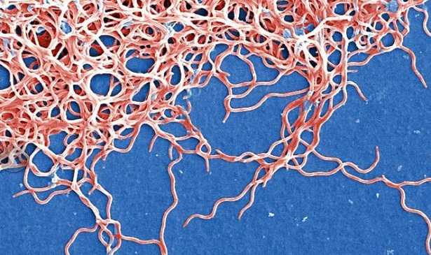 Batteri gram positivi