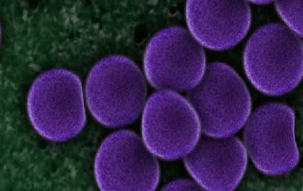 Batteri gram positivi