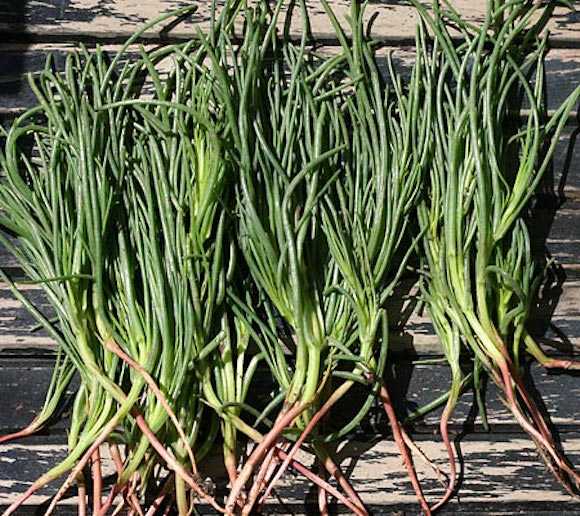 coltivare barbe di frati semi