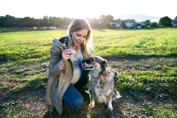 dieta barf alimentazione naturale per cani