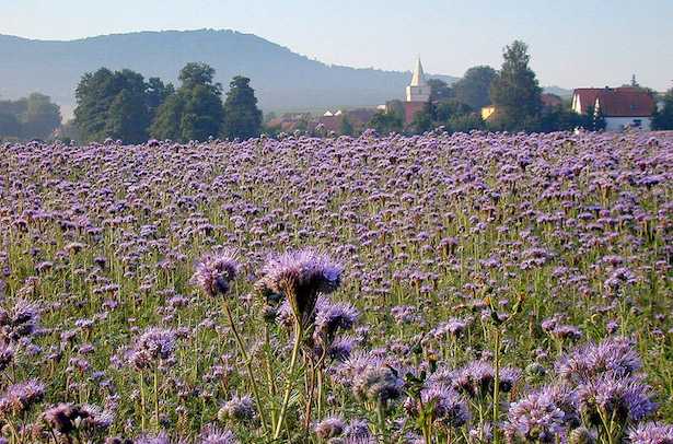 facelia coltivazione