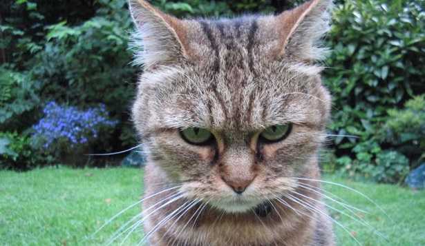 Gatto offeso Gatto offeso