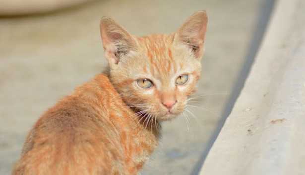 Gatto offeso Gatto offeso